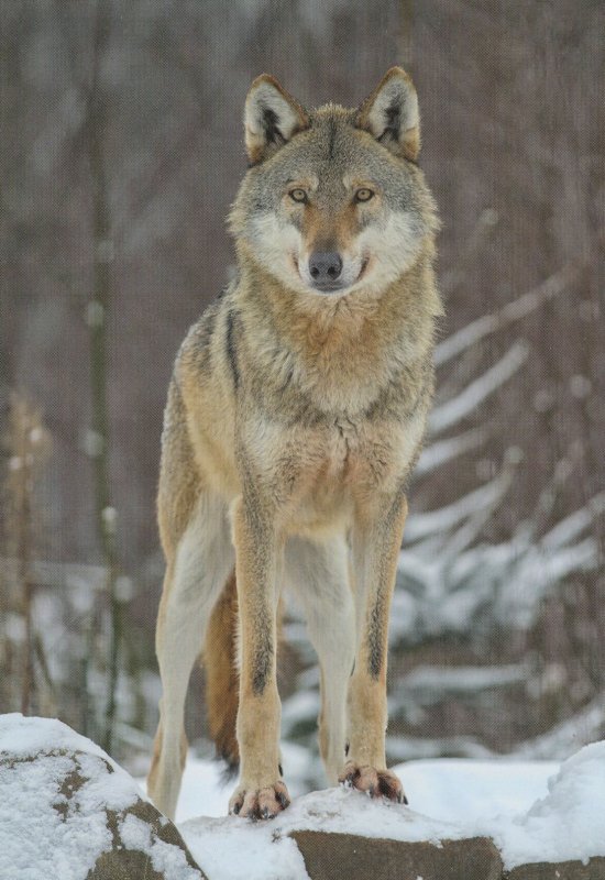 Stolzer Proud Snow Wolf In Winter Weather German Foto Postcard