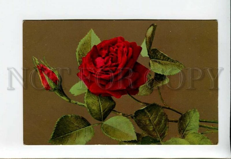 3176174 Charming RED ROSES Flowers Vintage Color PC