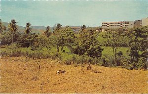 Sugar Cutting and Police Headquarters Martinique Unused 