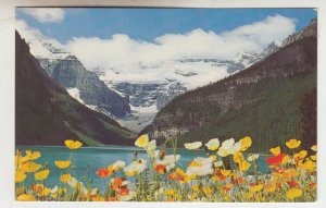 P2481, vintage postcard iceland poppies at lake louise baniff park canada