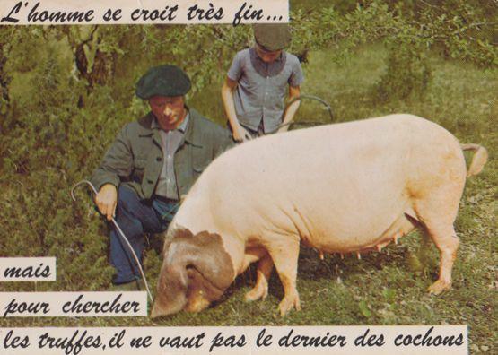 Pig Nose Banged Smelling Ground French France Postcard