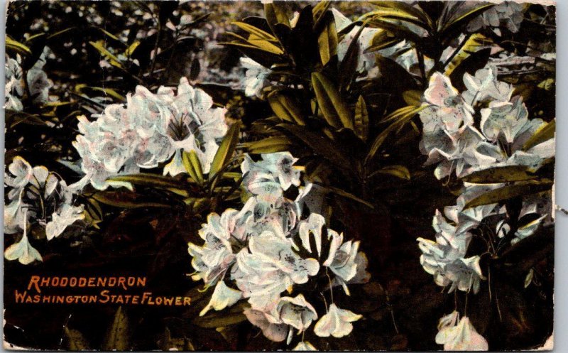 Washington The Rhododendron The Washington State Dlower 1910