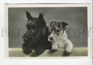 440225 SCOTTISH TERRIER & FOX TERRIER Dogs Old PHOTO tinted postcard