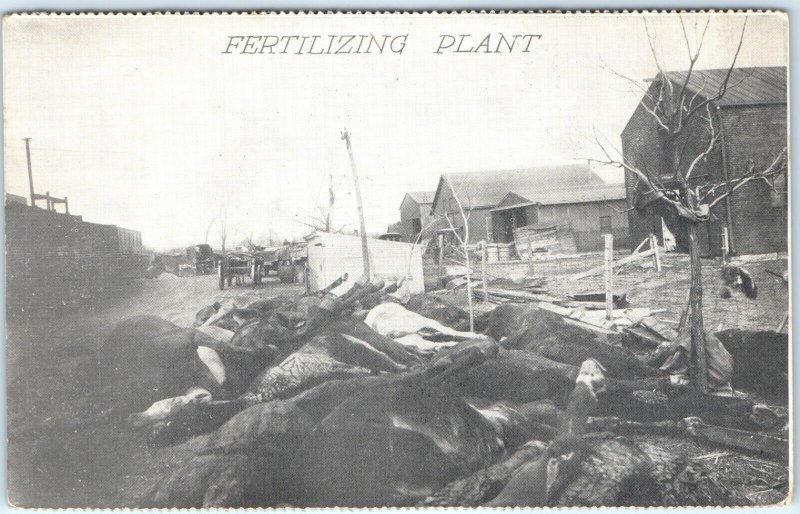 c1913 Dayton, OH Great Flood Fertilizing Plant Litho Photo Postcard Cattle A87