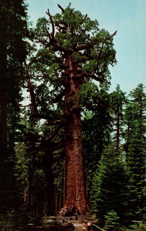 The Grizzly Giant,Tree,Yosemite National Park,CA