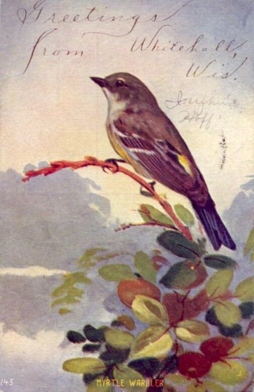 GREETINGS FROM WHITEHALL, WI Myrtle Warbler sits on branch 1908 publ by K-Win