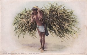 Bringing In The Harvest Hopi Pueblo Indian Postcard