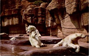 Tennessee, Memphis - Polar Bears - Overton Park Zoo - [TN-107]