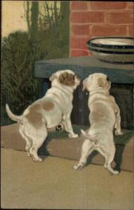 Dogs - Bulldog Puppies c1910 PFB Postcard