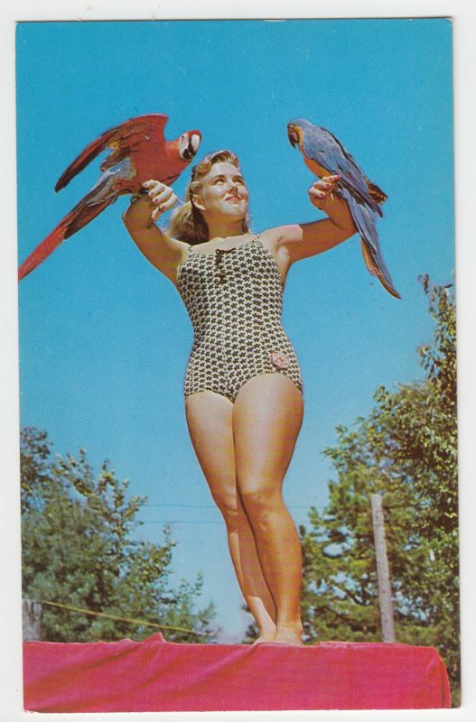 P2629 vintage postcard pretty woman bathing suit, 2 parrots perched on arms