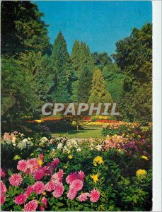 Postcard Modern und Dahlien Koniferen