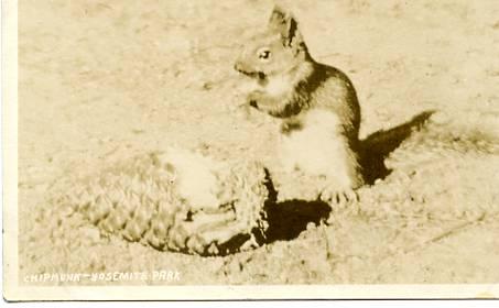 CA - Yosemite, A Chipmunk  **RPPC**