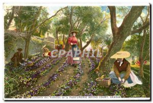 Old Postcard picking violets Perfumery Bruno Court Grasse