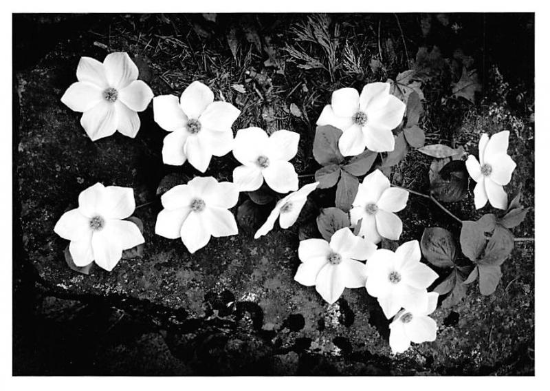 Dogwood Blossoms - Yosemite National Park, CA