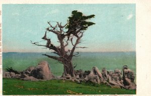 Vintage Postcard Birch Tree Seventeenth Mile Drive Del Monte California CA