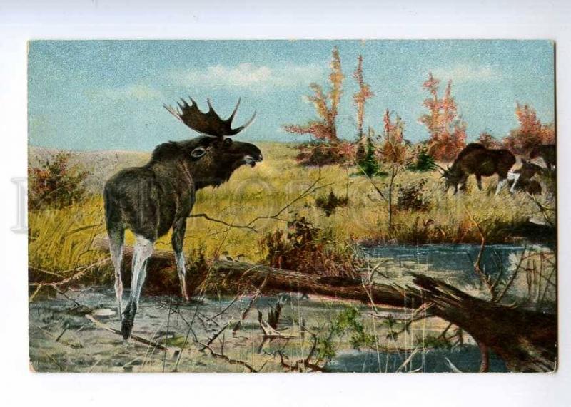 235965 RUSSIA Elk HUNT vintage EGSiS postcard #508