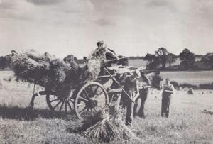 Luton Road Farmer Loading Horse & Cart Hitchin Hertfordshire Farming Postcard