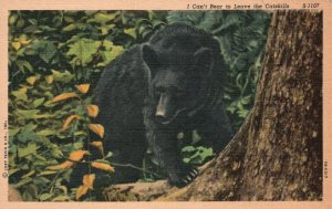 Vintage Postcard 1930's I Can't Bear To Leave The Catskills Griffin Paper Co. Pu