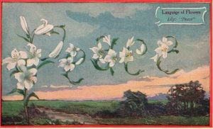 Vintage Postcard 1910's Language Of Flowers Lily Peace Woman's World Reading