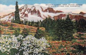 Mountain Flowers White Heather Growing In Rainier National Park Washington