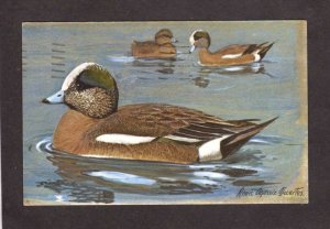 Duck Bird Painting Artist Signed Louis Agassiz Fuertes Postcard Art Series