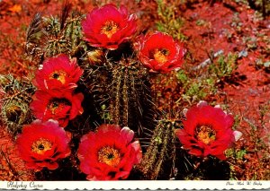 Hedgehog Cactus Echinocereus Fendleri