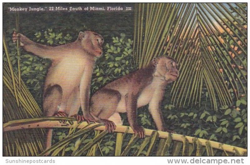 Florida Miami Monkey Jungle 22 Miles South Of Miami