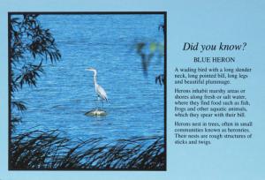 Blue Heron Bird Wildlife Herons Unused Vintage Postcard D31