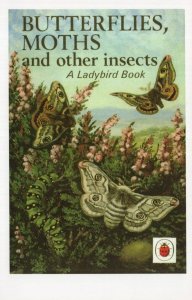 Butterflies Moths & Other Insects Ladybird 1st Edition Book Postcard