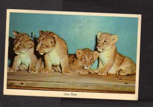 DC Lion Cubs National Zoological Park Zoo Animals Washington Postcard