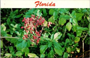 Florida Plants The Kalanchoe At Parrot Jungle Miami