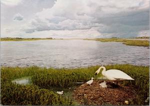 Trumpeter Swan Habitat Group Provincial Alberta Museum Edmonton AB Postcard F6