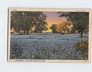 Postcard Bluebonnet The State Flower of Texas USA