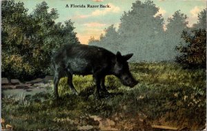 Florida A Florida Razor Back Pig 1911 Curteich