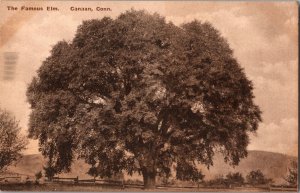 The Famous Elm of Canaan CT Vintage Postcard N78