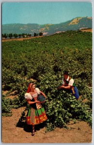 Asti California 1960s Postcard Italian Swiss Colony Vineyard Sonoma County