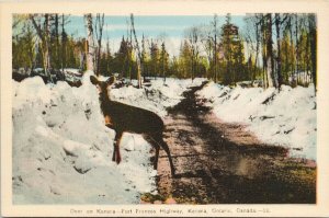 Deer Kenora Ontario Kenora - Fort Frances Highway Unused PECO Postcard H14