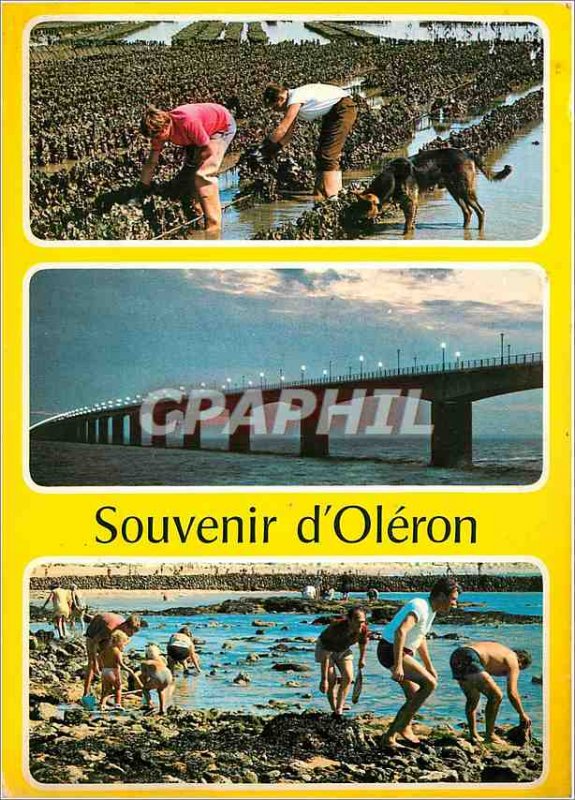 Modern Postcard Souvenir d'Oleron Labor oysters and fishing on the rocks