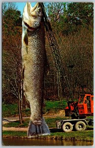 Vtg Humor Large Exaggerated Fish Had A Little Help Landing This One Postcard