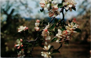Apple Blossoms Eastern Washington WA Fruit Orchard Unused Vintage Postcard H19