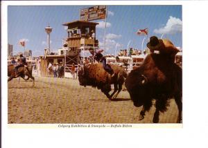 Buffalo Riders, Calgary Exhibition and Stampede, Alberta