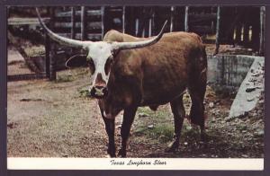 Texas Longhorn Cattle Post Card K164