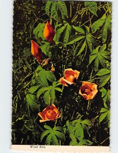 Postcard Wood Rose, Hawaii