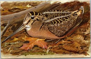 Postcadr American Woodcock postcard art by Louis Agassiz Fuertes