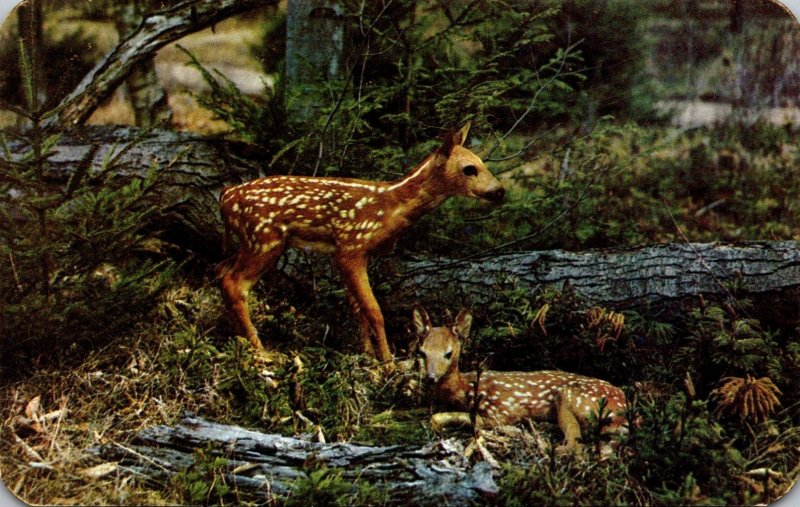 Deer New Arrivals Baby Fawns