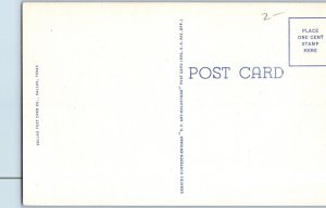 Texas Diamond Back Rattle Snake Postcard