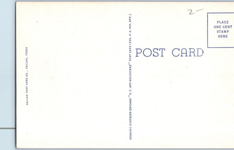 Texas Diamond Back Rattle Snake Postcard