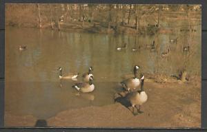 Canadian Geese at a Rest Stop - [MX-087]