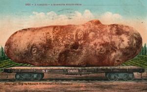 EXAGGERATED MAMMOTH POTATO 1910 ANTIQUE POSTCARD ARTIST SIGNED EDWARD MITCHELL
