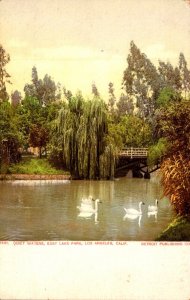 California Los Angeles East Lake Park Quiet Waters White Swans